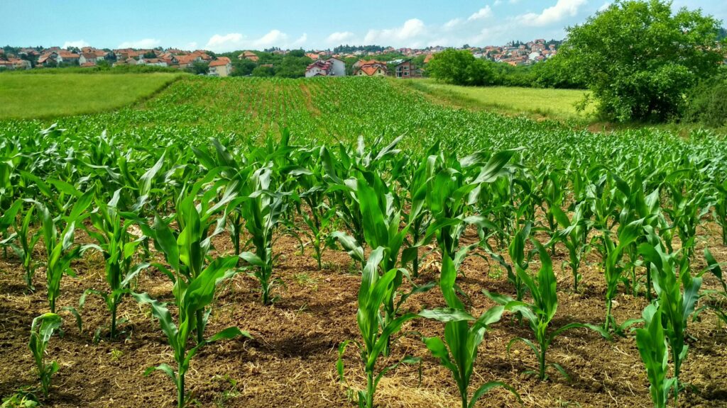The Role of Biofertilizers in Sustainable Agriculture